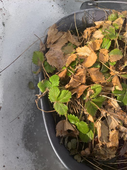 Jordgubbsplantor i en kruka med blandning av gröna blad och vissna löv, delvis omgiven av is.