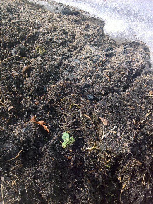 En liten Physalis-plant som börjar växa i jord nära snö.