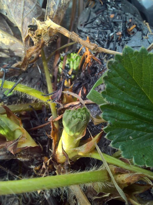 Vårlig bild på en nyspirande jordgubbsplanta och oregano i trädgården.