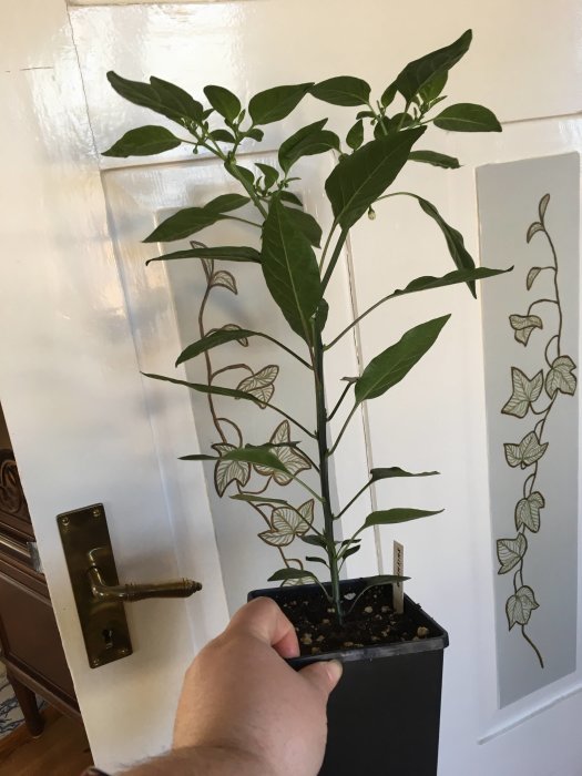 Hand håller en kruka med en blommande Shishito chiliväxt mot en vit dörr med mönster.