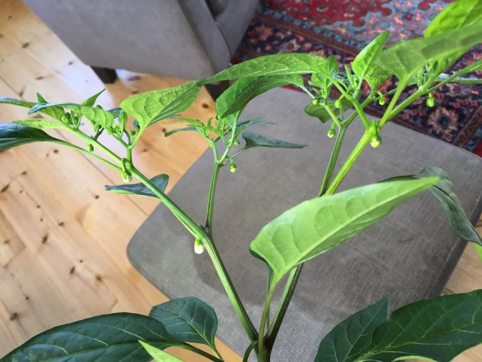 Shishito-chiliväxt med små blommor och gröna löv inomhus, med en soffa och trämönstrat golv i bakgrunden.