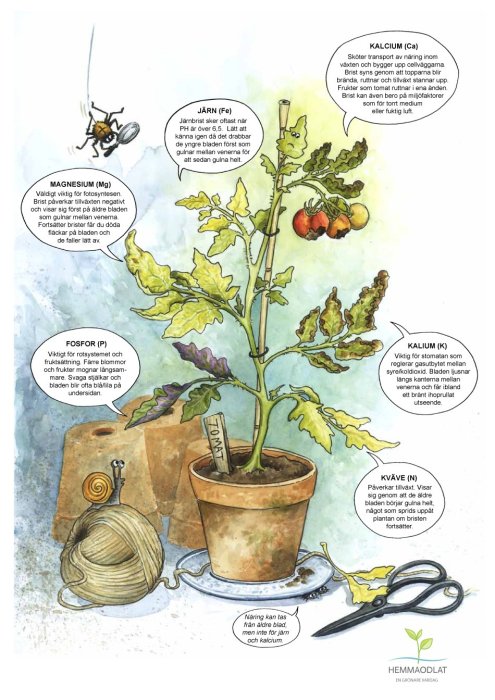 Illustration av en tomatplanta med symptom på näringsbrister och förklarande texter om magnesium, järn, fosfor, kalium och kväve.