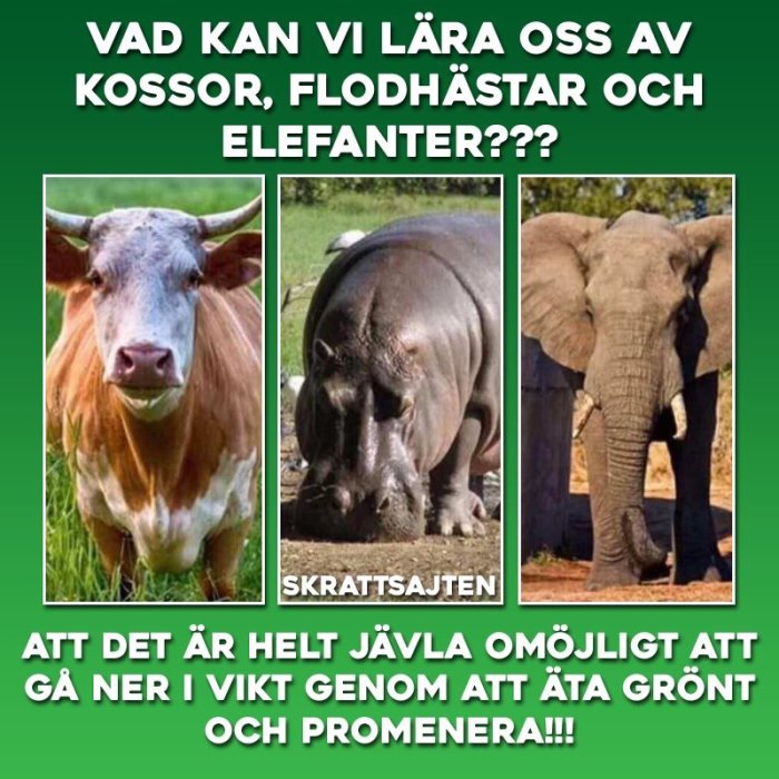 Kollage med ko, flodhäst och elefant, humoristisk text om att äta grönt och röra sig.