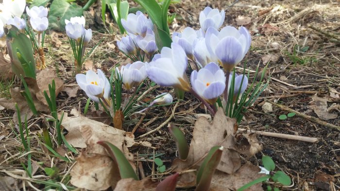 Krokusar blommar i jord med löv och gräs, tecken på vår trots kvarvarande snö.