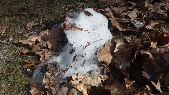 Rest av snö under en lövhög med en omgivning som börjar tina i vårsolen.