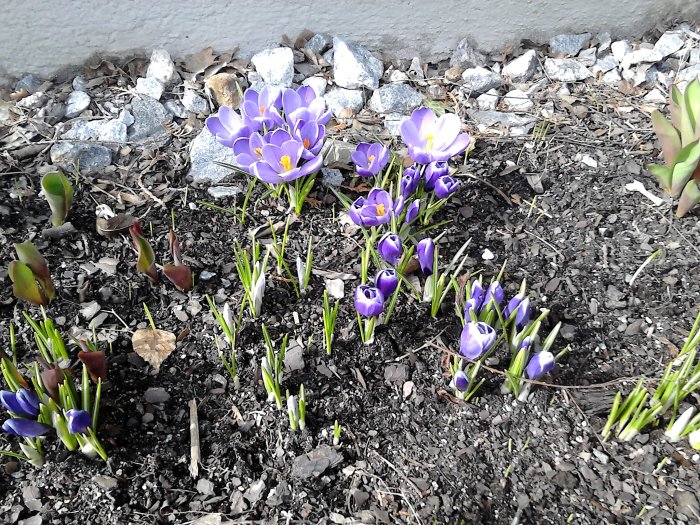 Blommande lila krokusar längs en husvägg på jord och stenig mark.