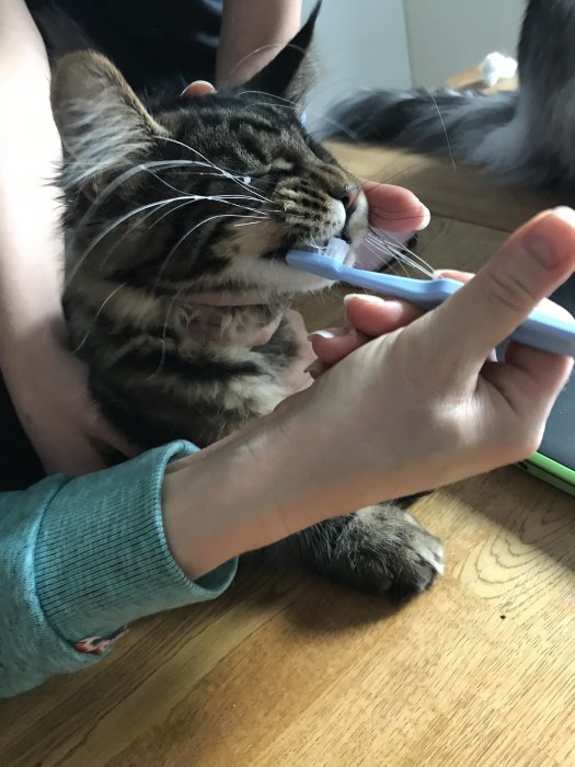 Katt får tänderna borstade med tandborste av en person.