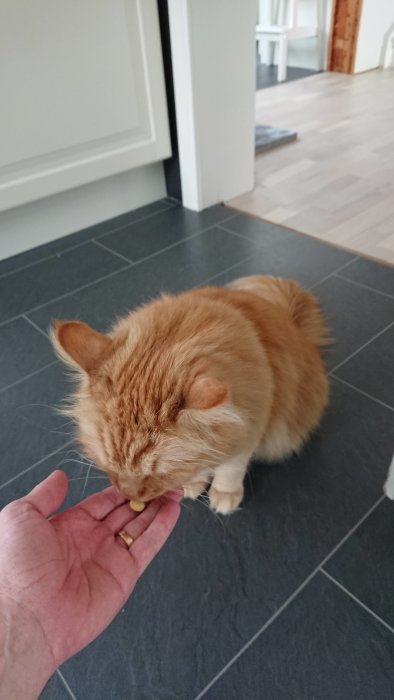 Röd katt äter piller ur en människas hand på ett mörkgrått klinkergolv inomhus.