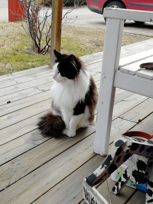 Svartvit långhårig katt sitter på trätrall framför veranda, blickar bort.