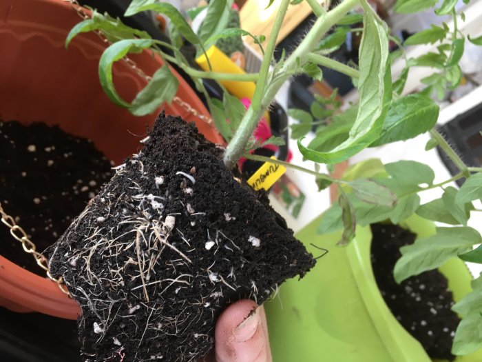 Tomatplanta 'Tumbling Tom Yellow' visas med rötterna bar vid omplantering.