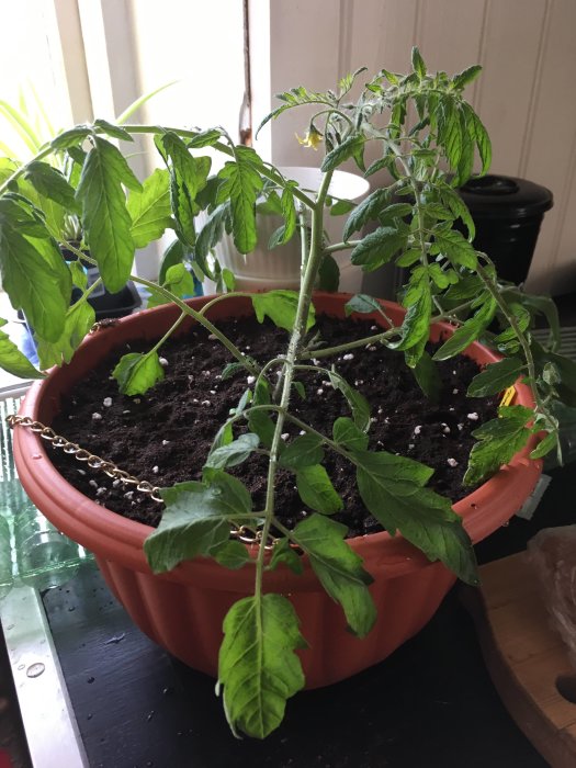 Tumbling Tom-tomatplanta med gula blommor i ampel redo för sin sista omplantering.