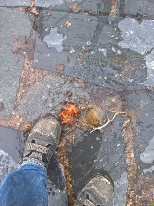 Person i vandringskängor står på isig mark med synligt smältvatten och löv.