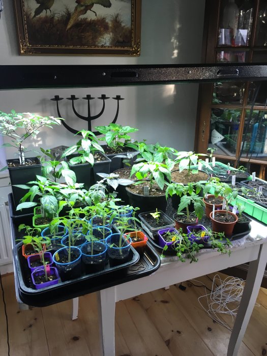 Odlingsbord med unga plantor av tomat och chili, etiketter och omplanterat i krukor och brickor inomhus.