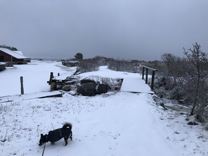 Hund i snötäckt landskap med bryggor och röd byggnad i bakgrunden.