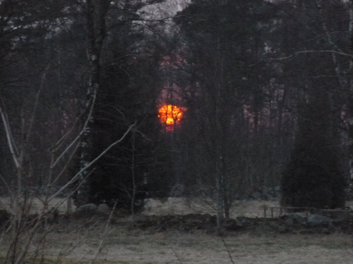En röd sol syns genom trädgrenar på kvällshimmel, symboliserar sjömansramsan om vädret.