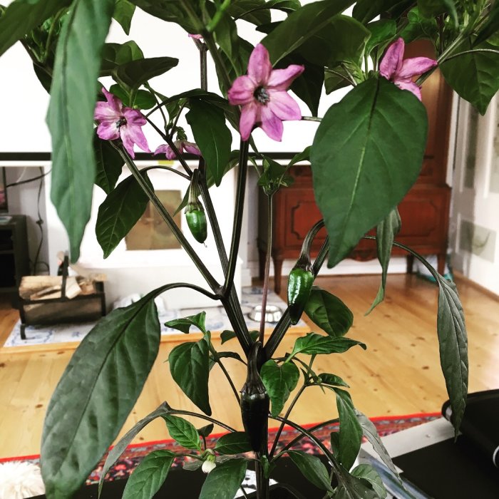 Purple Jalapeno-planta med tre gröna frukter och lila blommor inomhus.
