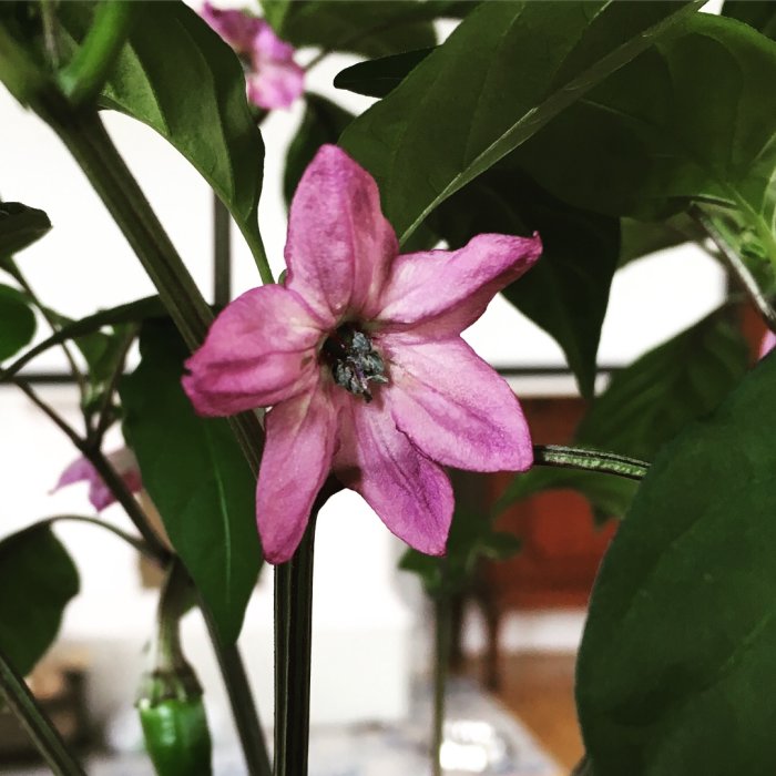 Lila blomma på jalapeno purple-planta med gröna blad och omogen frukt i bakgrunden.