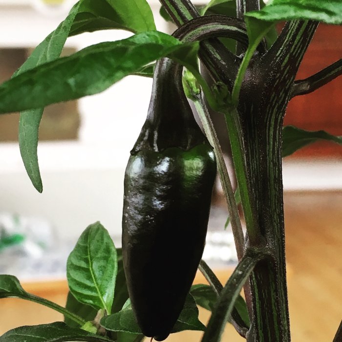 Mörkt lila jalapeno på planta omgiven av gröna blad och blomknoppar.