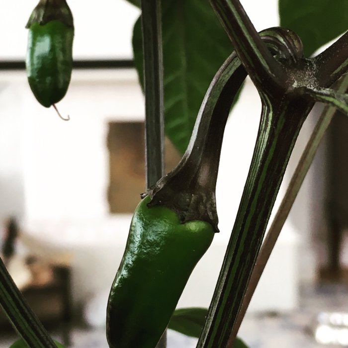 Grön jalapenopeppar på växt med blad och stjälkar i bakgrunden.
