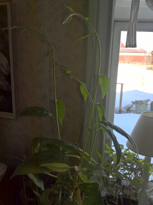 Kiwi planta som växer inomhus med ljusgröna blad och spirande rankor framför fönster.