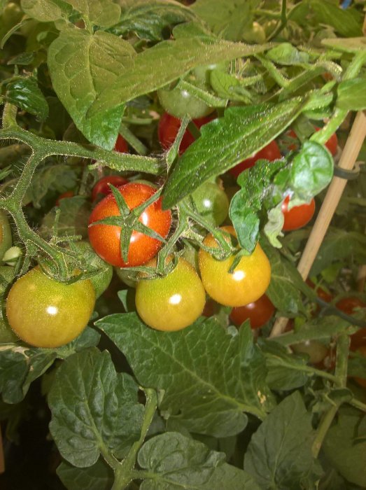 Tomatplant med mogna och omogna tomater i olika röda och gröna nyanser, som växer inomhus.