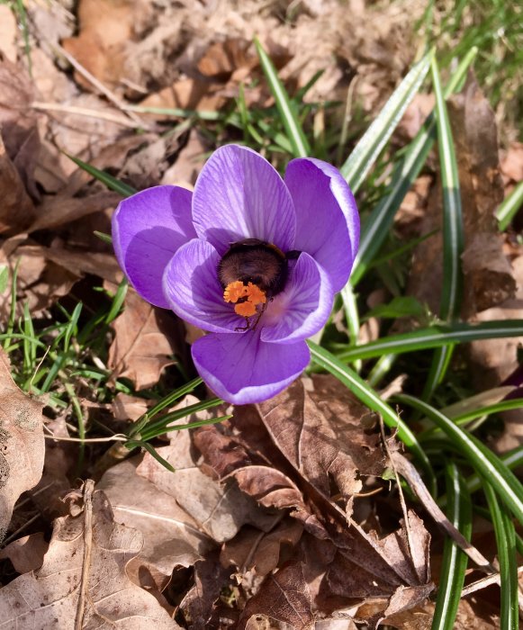 Lila krokus med en humla inuti blomman omgiven av bruna löv och grönt gräs.