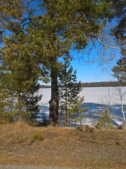 Barmark vid en frusen sjö omgiven av tallar under en klar dag.