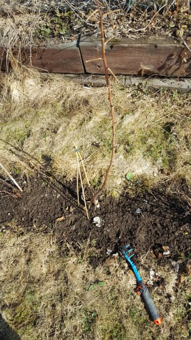 Lång pinne med knoppar i jorden med nya skott vid basen och en kratta i bakgrunden.