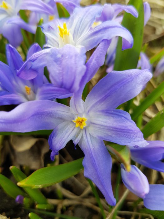 Närbild på ljuslila vårblommor med gula mitten mot grön bakgrund.