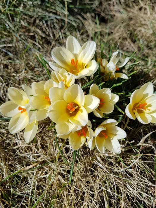 Ljusgula krokusar blommar i solskenet med torrt gräs i bakgrunden, signalerar vårens ankomst.