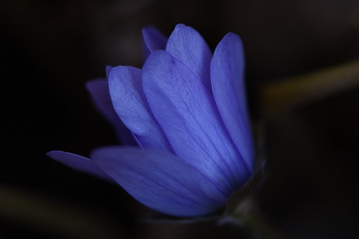 Närplan av en blå ungersk blåsippa, Hepatica transsylvanica, i mjukt solljus mot en mörk bakgrund.