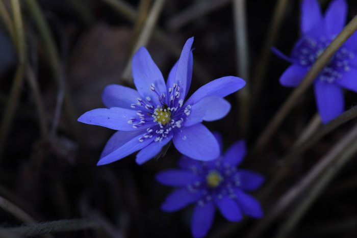 Blåsippor med fokus på en blomma, Hepatica nobilis, medan övriga är suddiga i bakgrunden.