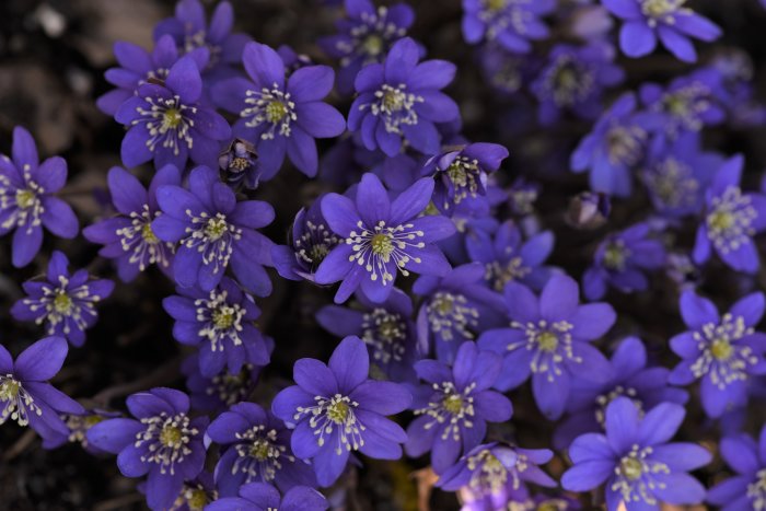 Grupp av ungerska blåsippor, Hepatica transsylvanica, i blom under solig eftermiddag.