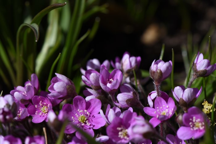 Blommande ungerska och vanliga blåsippor i lila och röda nyanser mot en mörk bakgrund.