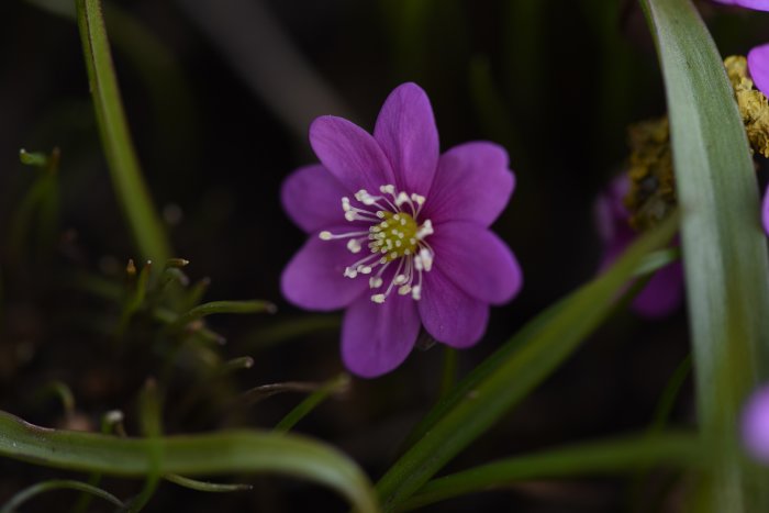 Närbild på en lila Hepatica nobilis, vanlig blåsippa, i naturlig miljö.