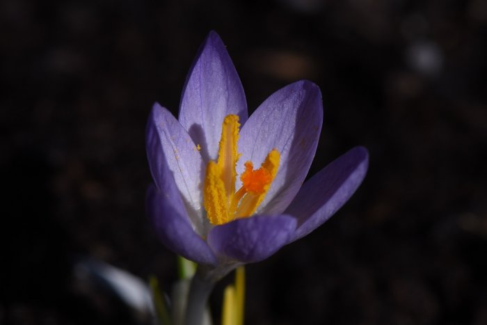 Närbild av en blommande lila krokus med synliga gula ståndare och pollen.