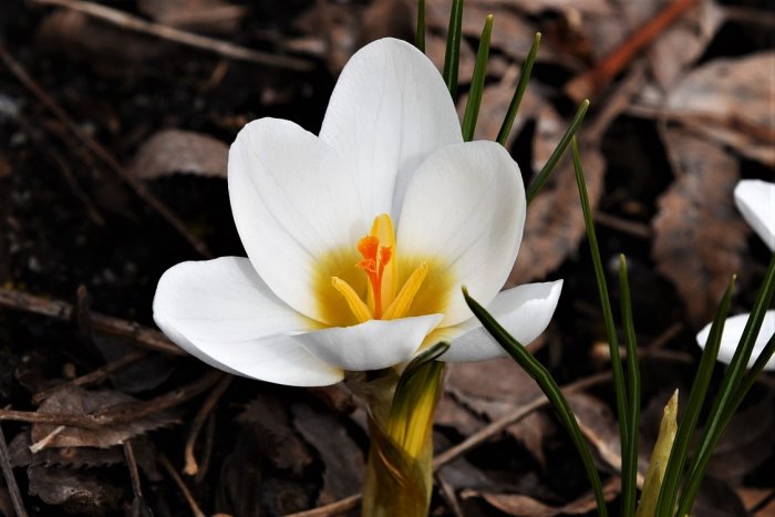 Vit krokus i blom mot en bakgrund av torra löv i en trädgård, symboliserar vårens ankomst.