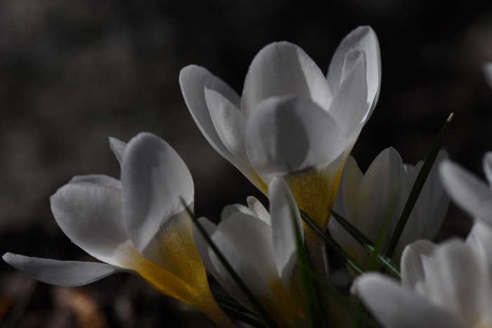 Vita krokusblommor med gula mitten, uppdykande bland gröna blad.