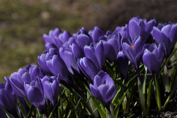 Blommande lila krokusar i trädgården med gröna blad och synlig jord.