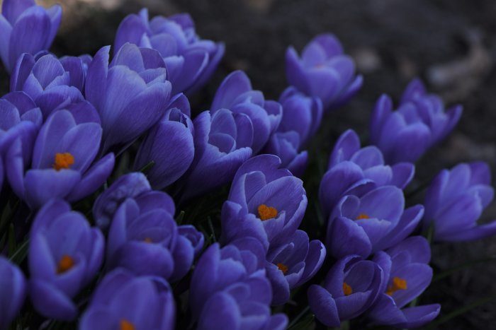 Närbild av ljuslila krokusar i trädgård, tidiga vårblommor med tydliga orange pistiller.