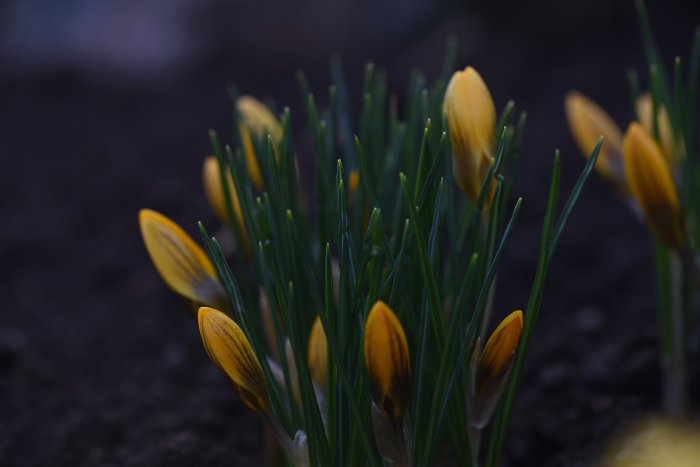 Stängda gula krokusar i knopp bland gröna blad som tittar upp ur mörk jord på våren.