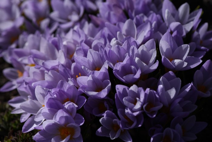 Ljuslila krokusar i blom mot mörk bakgrund, symboliserar vårens ankomst och insektsgynnsam växt.