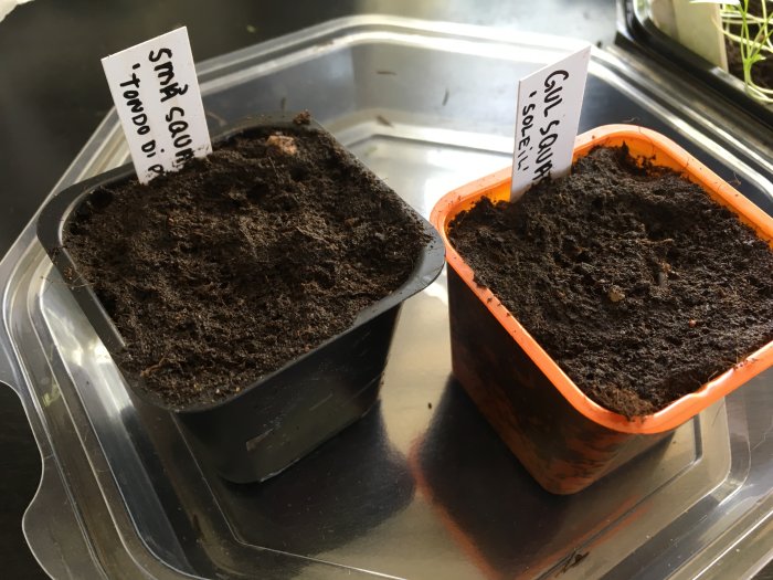 Två små krukor med jord och etiketter som indikerar olika sorter av sådda squashfrön på en bricka.