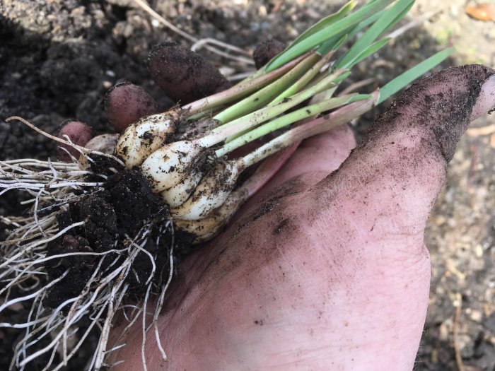 Hand håller en klase med vitlök, täckt av jord, med synliga rötter och gröna blad.