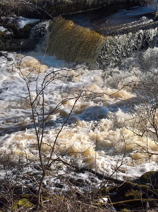 En halvfull bäck med brusande, skummande vatten omgivet av nakna grenar i vårljus.