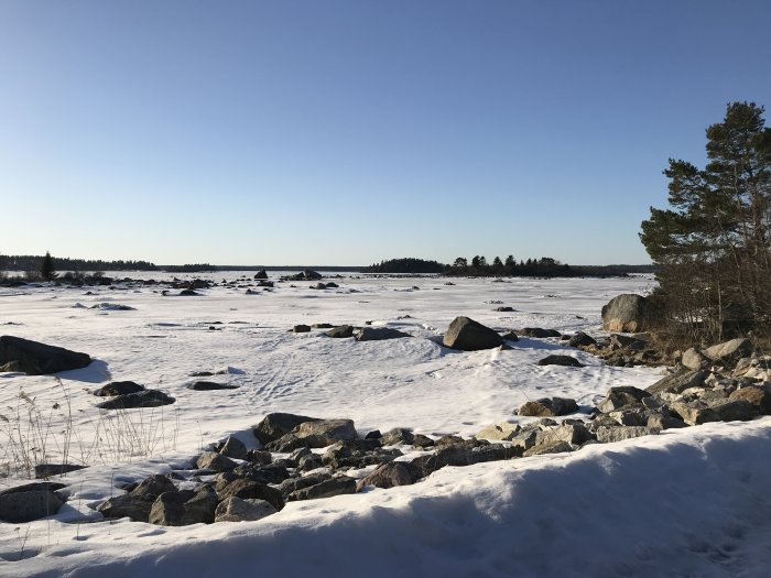 Vinterlandskap med snötäckt mark, stenar och barrträd vid en frusen sjö under klar himmel.