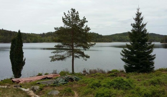 Utsikt över en sjö med träd i förgrunden och presenningar och sly på marken.