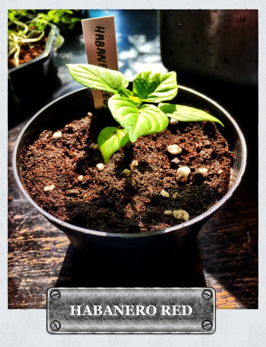 En återhämtad Habanero Red-planta som växer i en kruka med jord under en lampa.