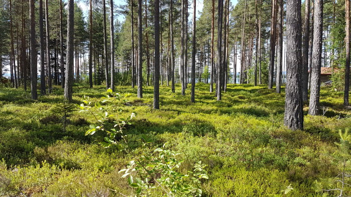 Lummig strandtomt med höga granar och ljusgrön undervegetation, med en glimt av en sjö bakom trädridån.