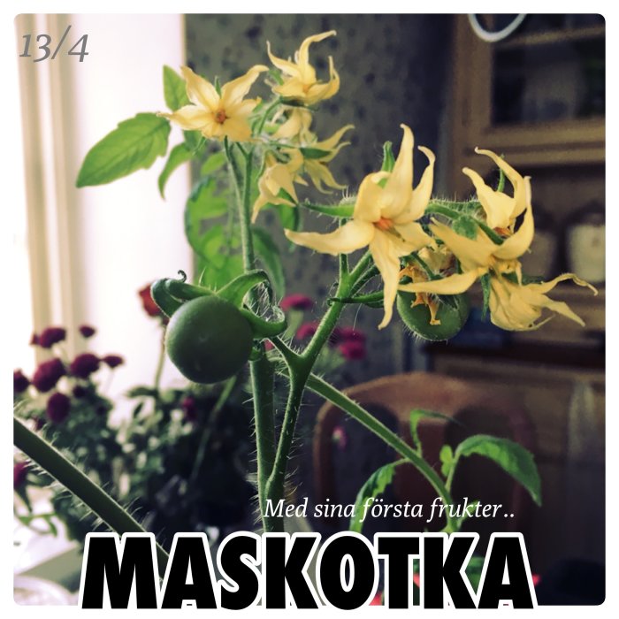 Tomatplanta 'Maskotka' med blommor och första gröna frukten inne.